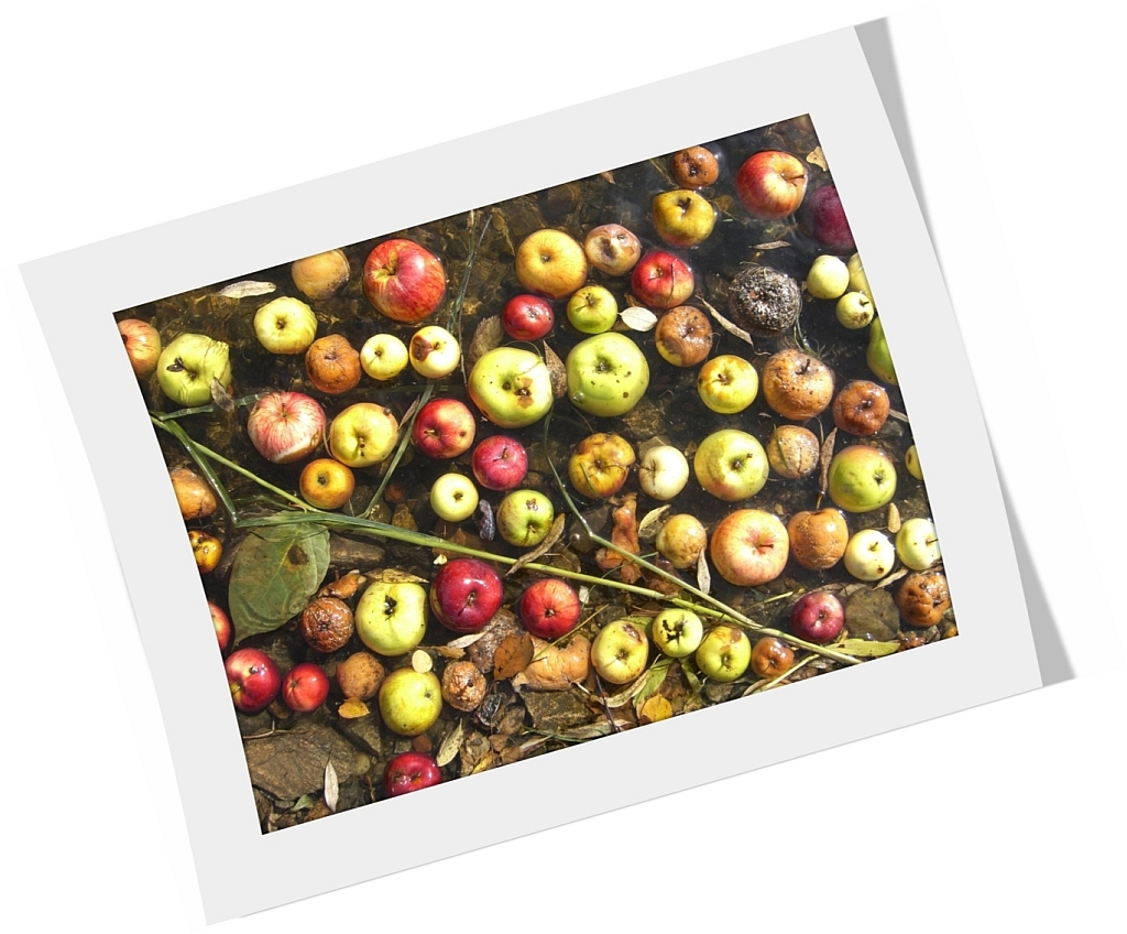 Bild Aepfel_08 mit Rahmen