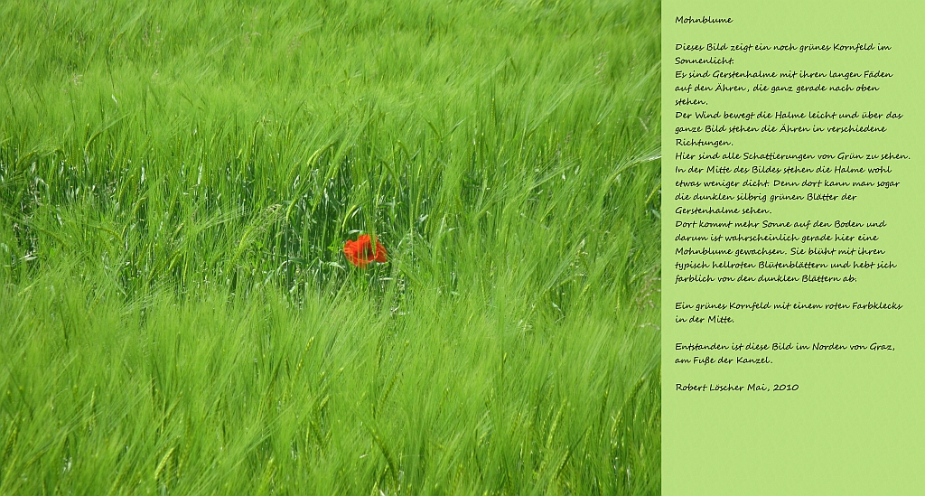 Mohnblume - Bitte auf das Bild klicken f&uuml;r mehr Info und akustischer Beschreibung